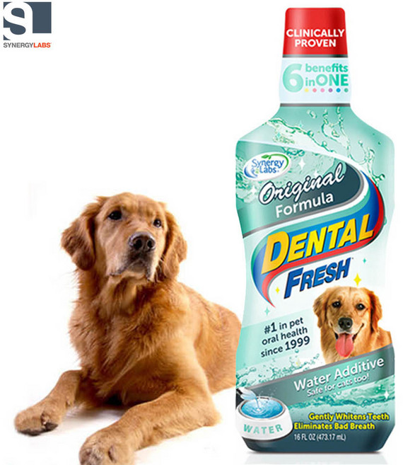 시너지랩 Dog 덴탈후레쉬 오리지널 503ml 물에 섞는 치약, 1개