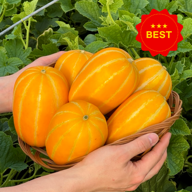 (산지직송) 달콤한 성주 꿀 참외, 1박스, 5kg(소과)