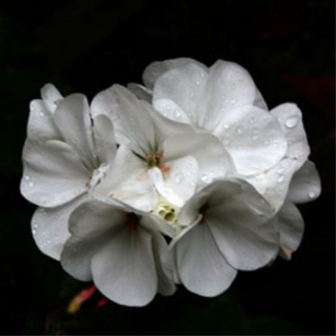 제라늄(Geranium E.O)에센셜 오일, 30ml, 1개