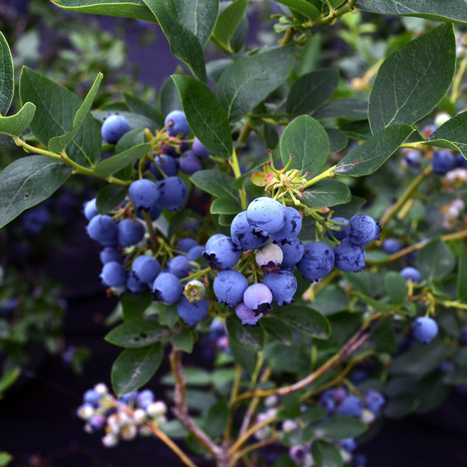 국내산 블루베리 생과, 6개, 100g(14mm)
