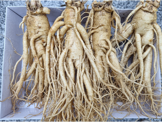 풍기 인삼 6년근 왕특대굵기 수삼 1kg (6-8뿌리 황난수삼) 무료세척인삼 현대만석인삼사, 6세트