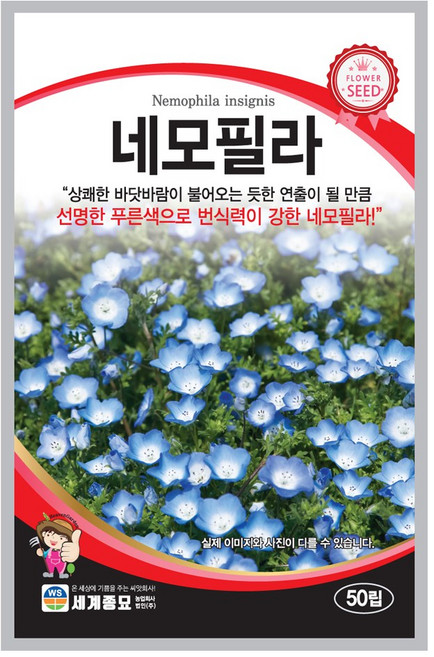 네모필라 50립 / 꽃씨 종자 화단 정원 일년생, 1개