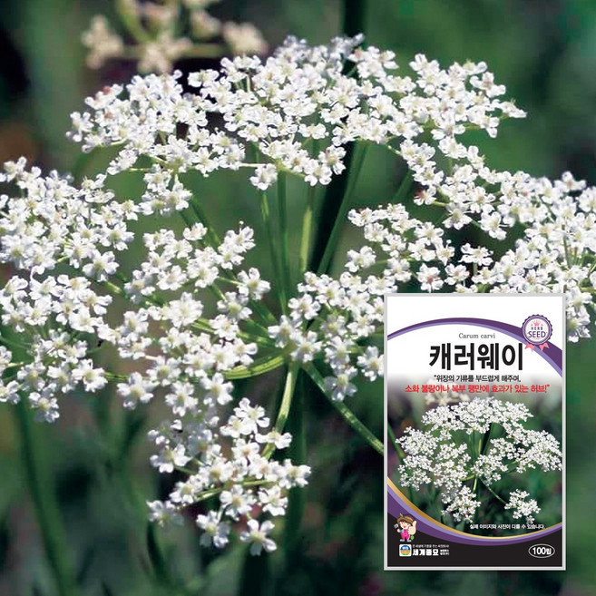 캐러웨이 100립 / 허브 씨앗 종자 꽃밭만들기 화단만들기, 1개