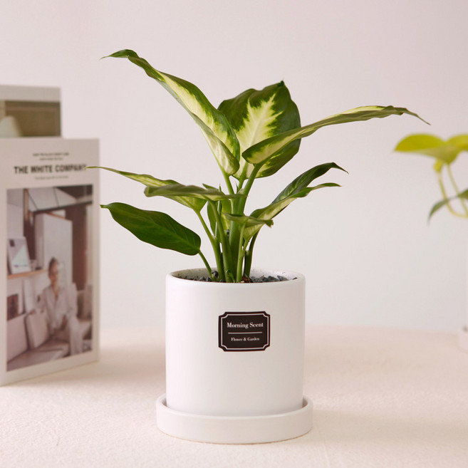 아침향기 실내공기정화식물 실내화분 무광 원형화분 [화이트], 무광원형 화이트  13.마리안느, 1개