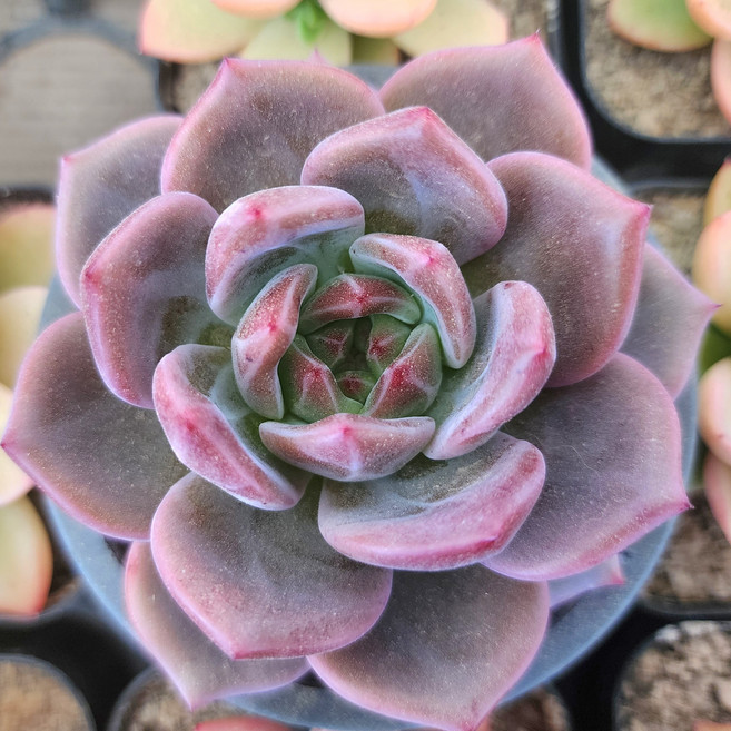 반짝반짝 다육이 다육식물 예쁜다육, 샬롯, 1개