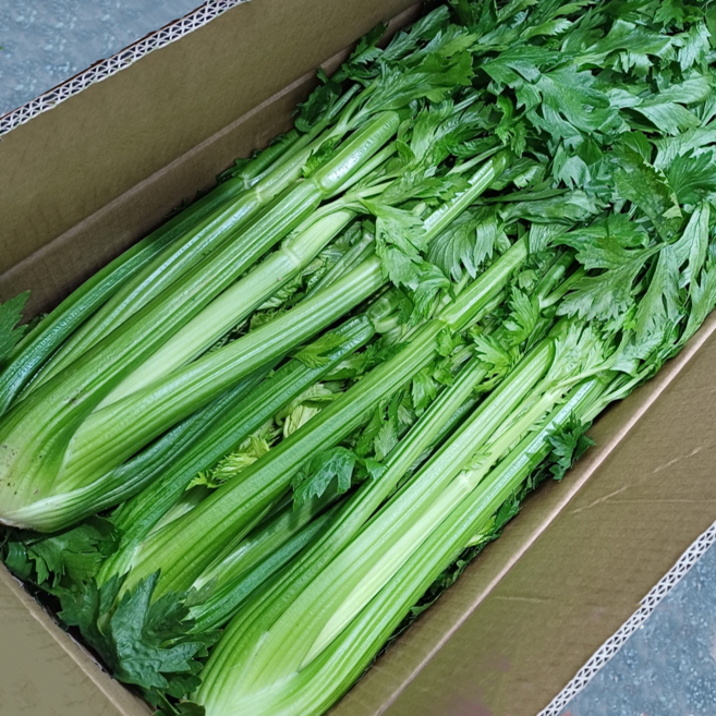 국산 최상급 샐러리 특, 1박스, 5kg