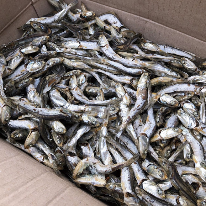 신건호멸치 국물용 햇 다시멸치 업소용 / 대멸치 육수용멸치, 1.5kg, 1개