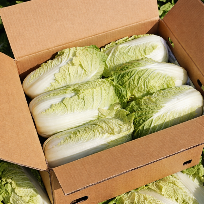 알배기배추 보쌈용 아삭한 쌈배추 친환경 채소, 4.5kg, 1세트, 쌈배추(300g~400g내외)