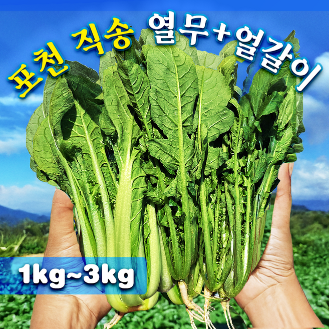 [최저가이벤트곧종료!!]국산 어린 열무+얼갈이 배추(김치/겉절이용), 1개, 열무+얼갈이 2kg+1kg