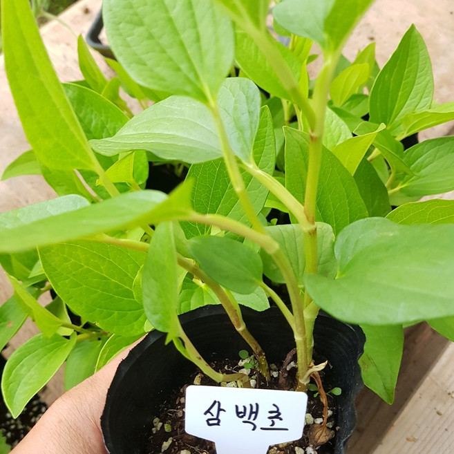 [모종모종]삼백초 모종(컵당 2~3뿌리), 1개