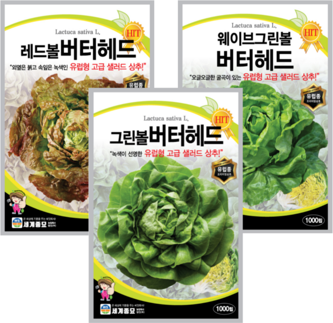 유럽상추 버터헤드 씨앗 3종세트, 1개