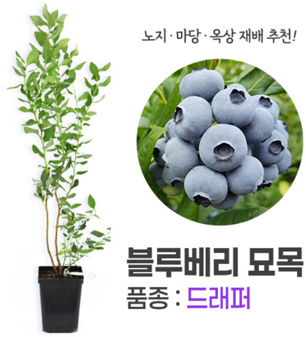 6위 - 깨비농장 블루베리 나무 묘목 재배 키우기 (품종: 드래퍼), 드래퍼, 1개
