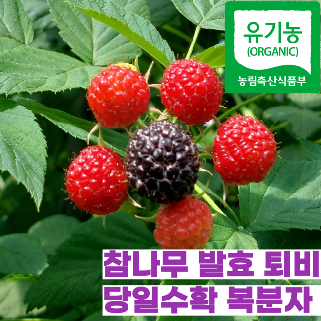 [프리미엄] 25년 유기농 하우스 토종 햇 생 냉동 복분자 열매 생과, 1개, 1kg