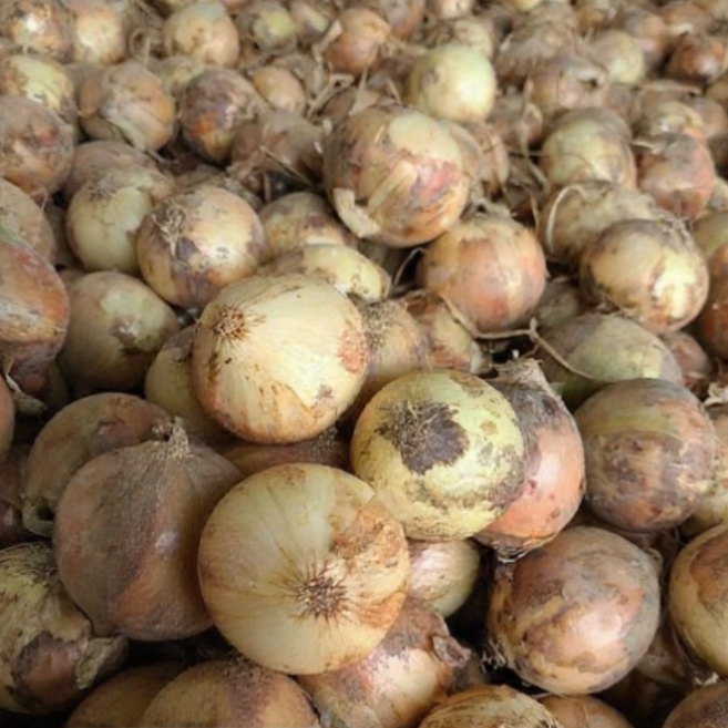 국내산 신선한 양파 가정용 대용량 업소용 식자재용, 1박스, 대(150g 내외) 10kg