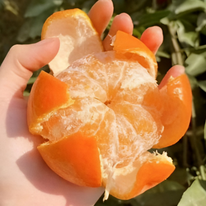 [이번주특가] 초고당도 농장직송 제주 카라향, 1박스, 2kg