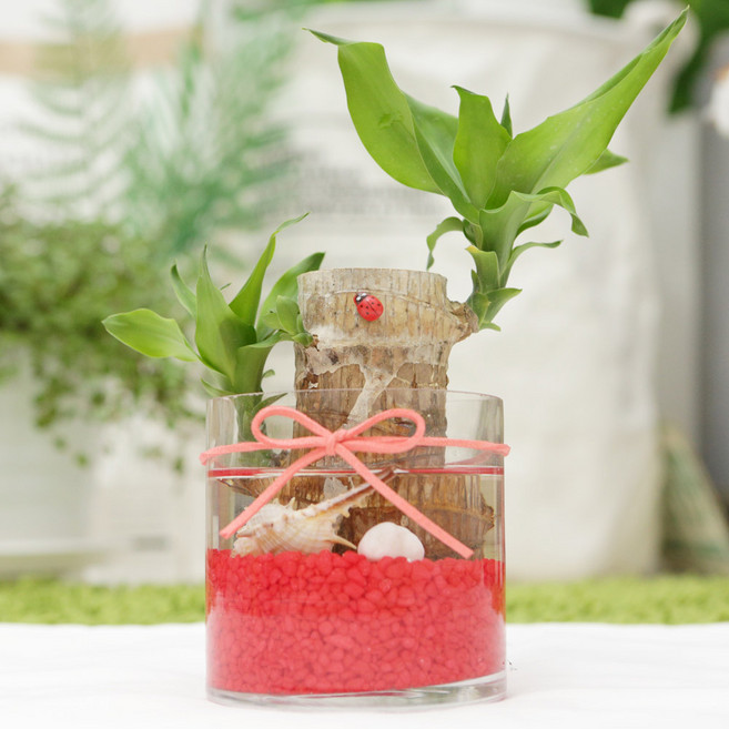 그린테라피 미니 푸딩 개운죽 행운목공기정화식물 미세먼지, 빨강