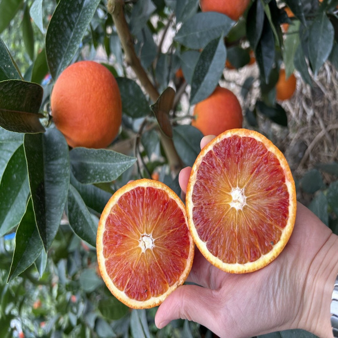 [산지직송] 국산 제주 블러드 오렌지 타로코 모로, 1개, 2kg