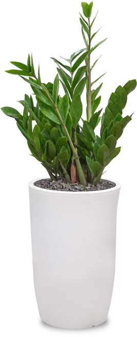 식물임당(화분받침+리본증정+당일배송) 전국 택배발송 공기정화식물 개업 축하화분 중형, 1개, 01. 금전수