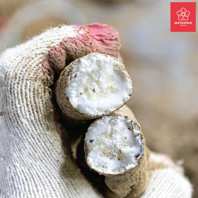 강원도 정선 6년근 산더덕, 1박스, 1kg