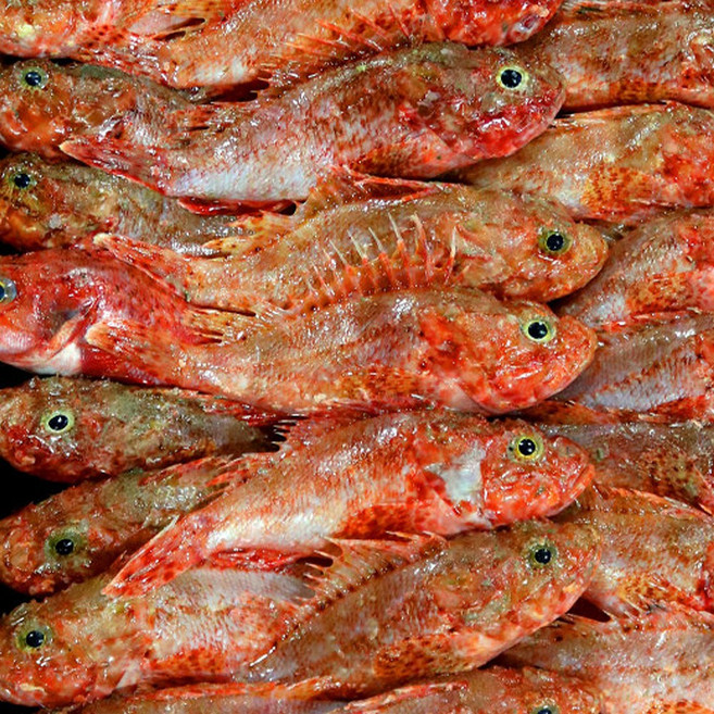 자연산 통영 삼뱅이 쏨뱅이 삼뱅이 붉은생선 빨간 우럭 매운탕 생선 구이 용 생선 잡어, 1개, 냉동 쏨뱅이 1kg 4-6미