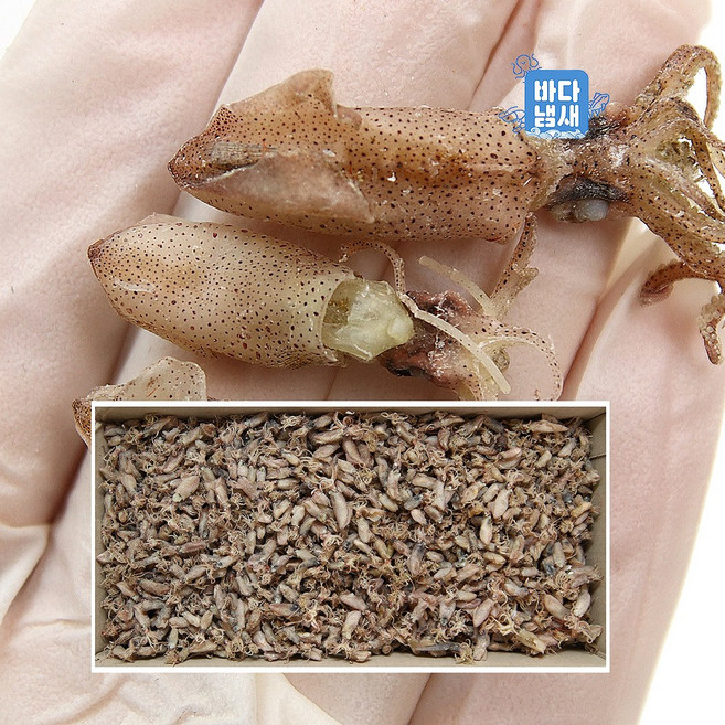 바다냄새 국산 마른 꼴뚜기 건꼴뚜기 잔 말린 건조 1.5kg, 1