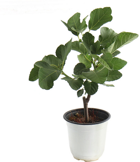 갑조네 무화과(중품) 무화과나무 과실수 유실수, 1개