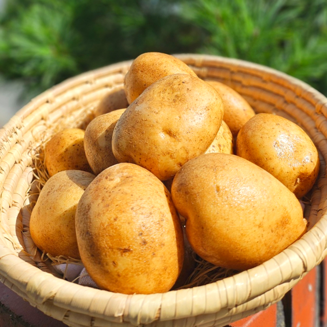 [26년 첫수확] 햇 수미감자 고품위 포슬포슬 쪄먹는 감자, 1박스, 첫수확 햇 감자(대) 5kg