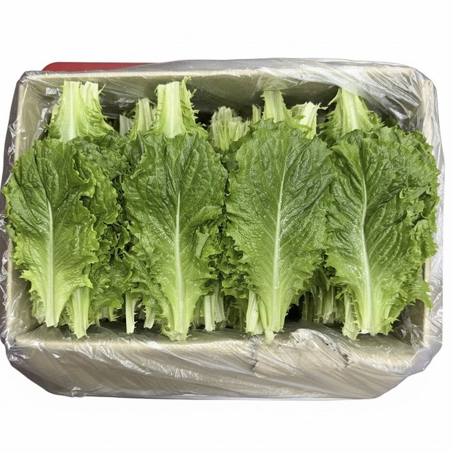 농진사 청상추 로메인 국내산 특 신선채소, 1개, 2kg