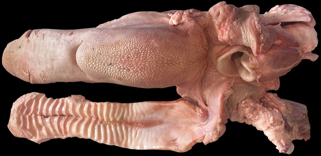 한우 우설 암소 3kg 내외 소혀 특수부위 수육 구이 야끼니꾸 고급, 1개