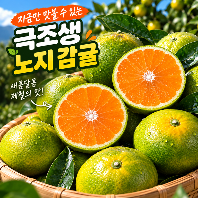 최대15brix 고당도 제주 햇 감귤 귤, 1박스, 로얄과 4.5kg