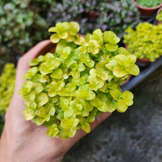 P老闆園藝 黃金錢草 3吋盆 水生植物, 1個