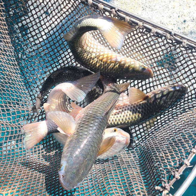 [당일손질] 제철 숭어회 보리숭어 회 필렛, 4개, 300g내외