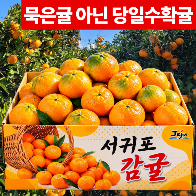 [하루100박스] 12브릭스 고당도 제주 감귤 산지직송 로얄과, 1박스, 5kg