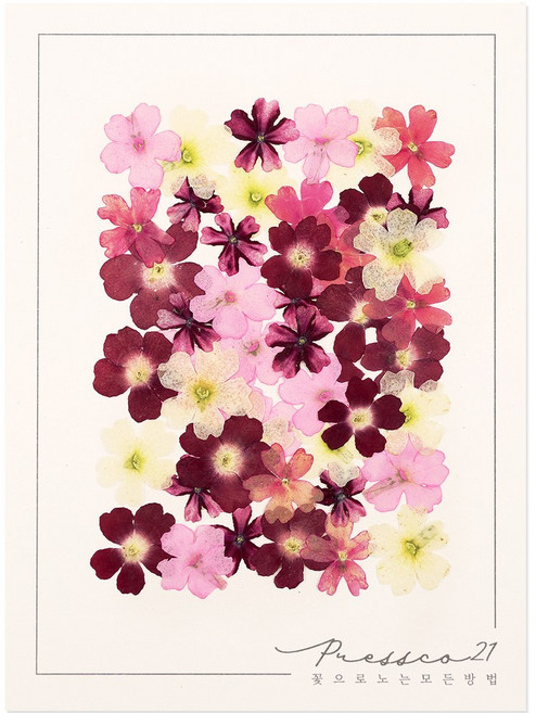 프레스코21 압화 꽃송이 버베나(빨강혼합) 50p