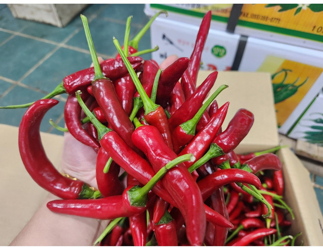 [국내산] 홍고추 붉은고추 못난이홍고추 500g 1kg 5kg, 홍고추 상 1kg, 1개