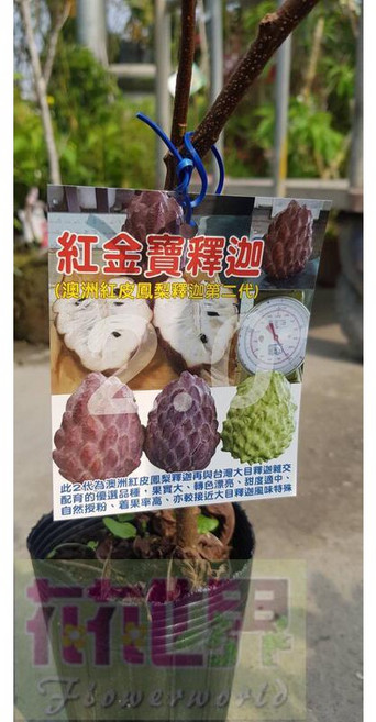 花花世界 紅金寶釋迦 (澳洲紅皮鳳梨釋迦第二代) 4吋盆 高30-50公分 果實大 轉色漂亮 甜度適中
