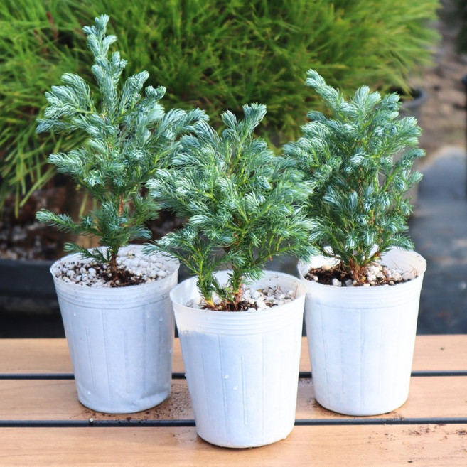 블루버드 묘목 나무 스노우화백 추위에강한 노지월동 정원수 측백나무 블루바드, 소품, 10개