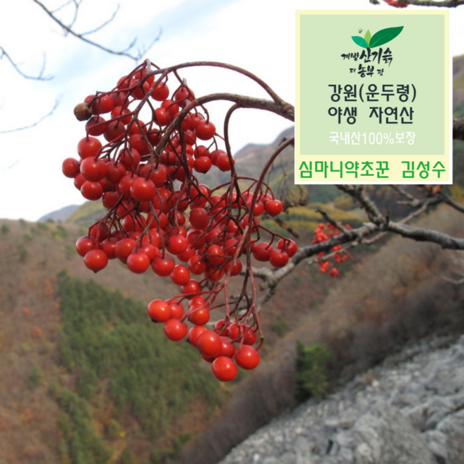 자연산 마가목열매 강원도내면(운두령) 프리미엄 건조 마가목 심마니약초꾼직접채취, 1개, 300g