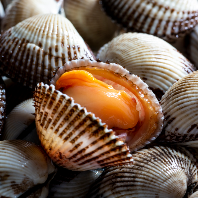 당일조업 특품 벌교 꼬막 새꼬막, 1세트, 새꼬막2kg(특대)