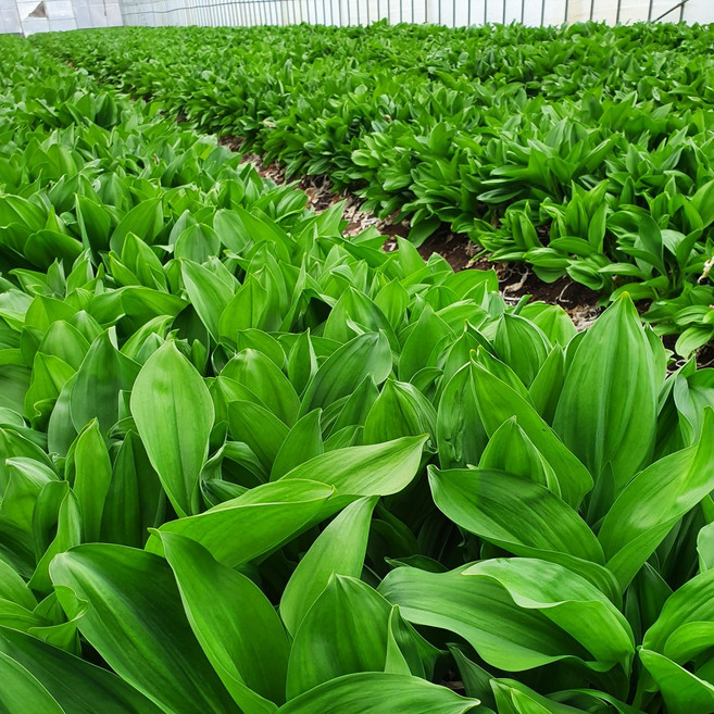 스마일겟 강원도 인제 명이나물(산마늘) 잎명이, 2kg, 1개