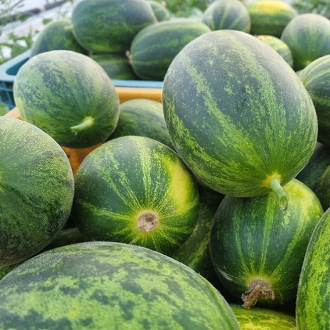 [마지막물량] 경북 고령 고당도 파파야 메론, 1박스, 10kg(12~18과)