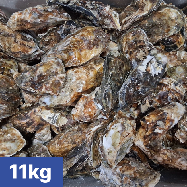 [여수 청년농부] 산지직송 제철 여수 각굴 석화 11kg, 1개