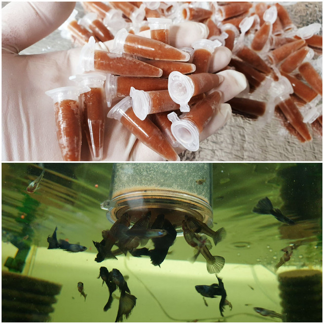 브라인쉬림프 튜브 40개+ 브라인급여통 (냉동포장비무료 2셋 열대어사료 구피용/부화 냉브 2셋무료배송), 튜브 40개+브라인급여기 EQ1 (직경×높이 ) 6×6, 1개