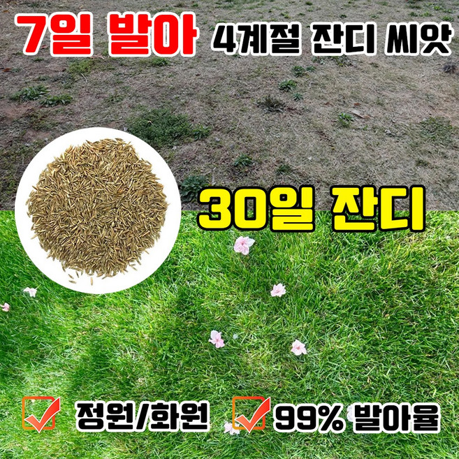 [총알배송] 7일 발아 잔디 씨앗 사계절 잔디 씨앗 수입잔디 씨앗 금잔디 씨앗 7일발아율99%, 1개, 500g