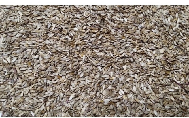 토종 엉겅퀴씨앗 1g (약330립) 재래종 가시엉겅퀴 종자, 330개