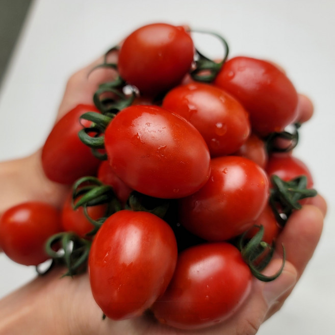 산지직송 프리미엄 달달구리 스테비아 방울토마토 심쿵마토, 1박스, 2kg