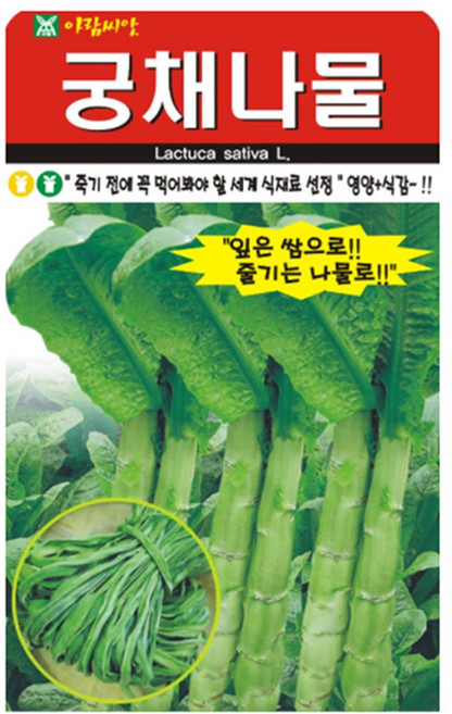 궁채나물 씨앗 줄기상추 궁채 뚱채 씨 종자, 3개