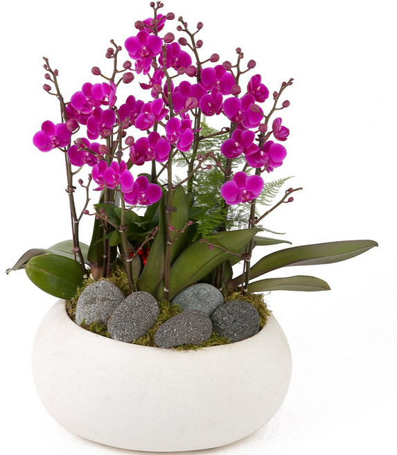 119플라워 (당일배송) NEW 만천홍 서양난 ST-H473 서양난 미니호접 호접난 행사용 환갑 승진 영전 전시회 개업 전국꽃배달 생일 기념일 꽃선물 꽃배달, 1개