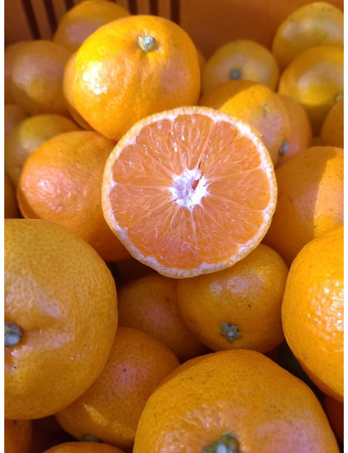 타이벡공법 산지직송 조생 노지 초고당도 프리미엄 타이벡 감귤, 1박스, 3kg, 중대과(L~2L)