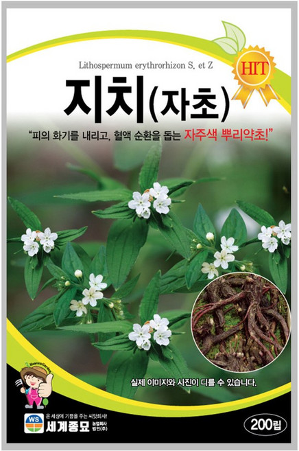 지치 200립 / 약초 토속종자 자초 씨앗 한약재, 1개